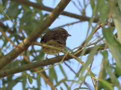 Emberiza spodocephala