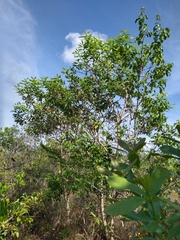 Vochysia tucanorum