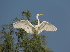 Ardea alba
