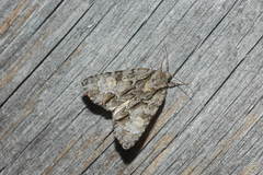 Acronicta strigosa