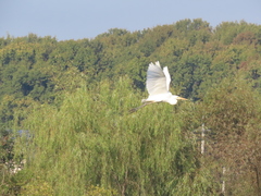 Ardea alba