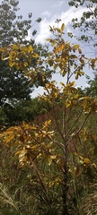 Magnoliopsida