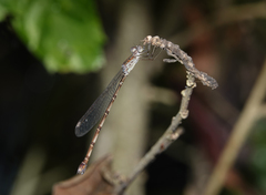 Indolestes tenuissimus