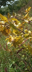 Magnoliopsida