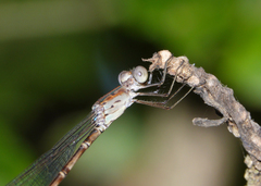 Indolestes tenuissimus