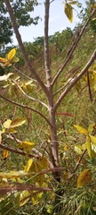 Magnoliopsida