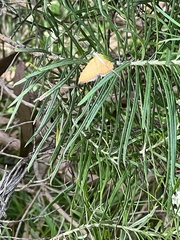 Chrysolarentia insulsata
