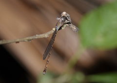 Indolestes tenuissimus