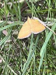 Chrysolarentia insulsata