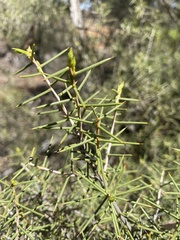Acacia colletioides