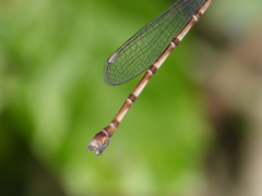 Indolestes tenuissimus