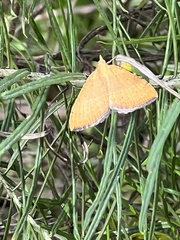 Chrysolarentia insulsata