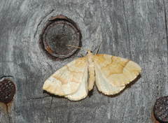 Eulithis mellinata