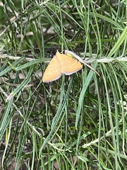 Chrysolarentia insulsata