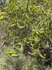 Acacia colletioides