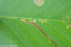 Stigmella lemniscella