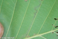 Stigmella lemniscella