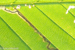 Stigmella lemniscella