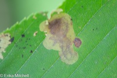 Cameraria betulivora