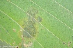 Cameraria betulivora