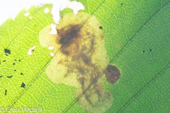 Cameraria betulivora