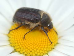 Amphimallon altaicum