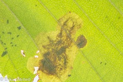 Cameraria betulivora