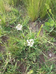Glandularia platensis