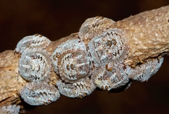 Libyaspis wahlbergi