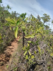 Davilla elliptica