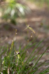 Caladenia thinicola