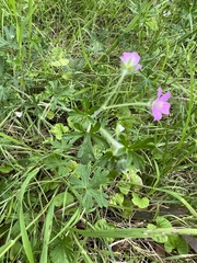 Geranium gardneri