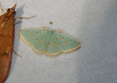 Comostolopsis stillata