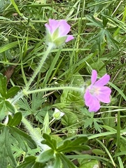 Geranium gardneri