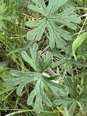 Geranium gardneri