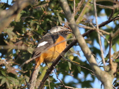 Phoenicurus auroreus