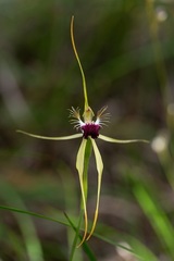 Caladenia thinicola