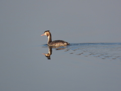 Podiceps cristatus