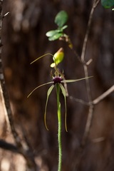 Caladenia thinicola
