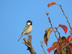 Parus minor