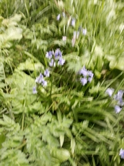 Hyacinthoides non-scripta