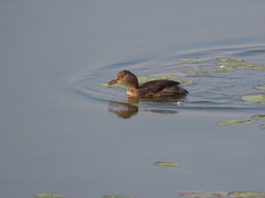 Tachybaptus ruficollis