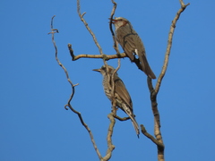 Hypsipetes amaurotis
