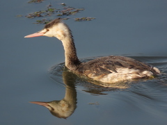 Podiceps cristatus