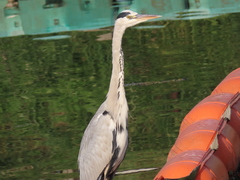 Ardea cinerea