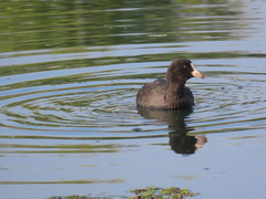 Fulica atra