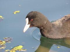 Fulica atra