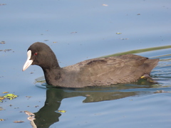 Fulica atra