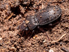 Megadromus guerinii