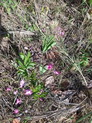 Galactia peduncularis